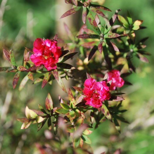 Leptospermum scoparium
